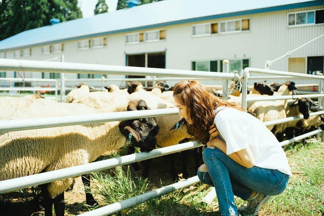 原田ゆかさんのインスタグラム写真 - (原田ゆかInstagram)「ㅤㅤㅤㅤㅤㅤㅤㅤㅤㅤㅤㅤㅤ 大野岱放牧場には とても希少と言われている サフォーク種の羊さんや 牛さんがいらっしゃいました🐂🐑🤍  この日も 暑い暑い☀️日だったから みんな水分補給ちゃんとしてねー‼︎と 目が優しくて か、かわいかったよ〜っ！！  大自然の中で短い滞在期間だったけど 改めて 命を頂いているということを 感じられる貴重な時間でした。  ありがとうございました！  ※撮影時のみマスクを外しています🙇‍♀️  #藤里町#藤里町ツーリズム協議会#白神山地#秋田県#大野岱放牧場#fujisato#世界自然遺産#旅人#trip」8月31日 17時31分 - yukachan_1223