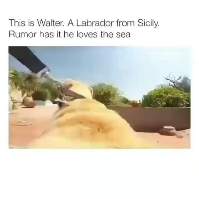 World of Labradors!のインスタグラム：「Meet Walter from Sicily!」