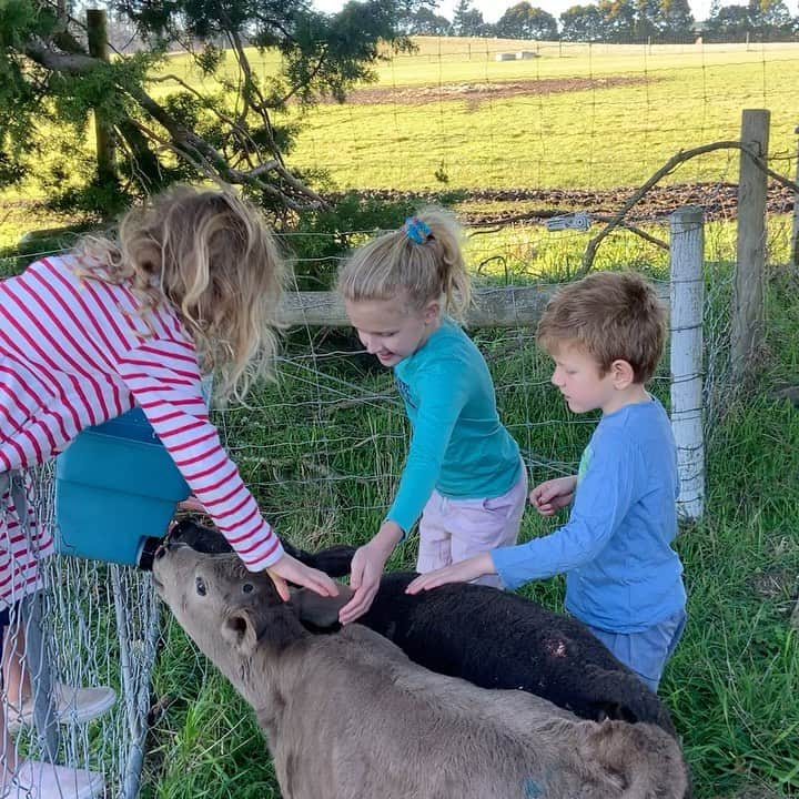 トンプソンルークのインスタグラム：「Busy at breakfast time.  #calves #newzealand #farmlife   朝食の時間は忙しい」