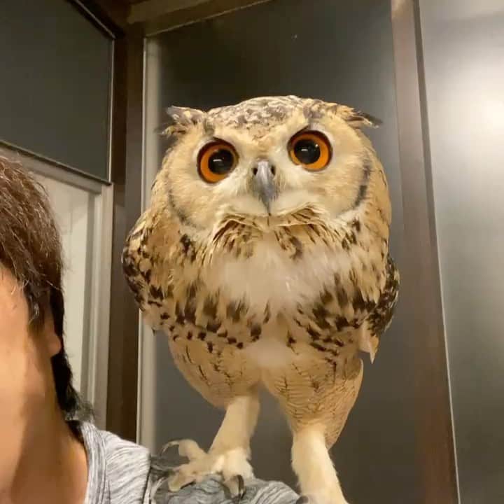 GEN3 Owlのインスタグラム：「僕のポケモンを紹介します  He is my pokemon.  #owl #owlgaru #pokemon  #フクロウ #ポケモン」