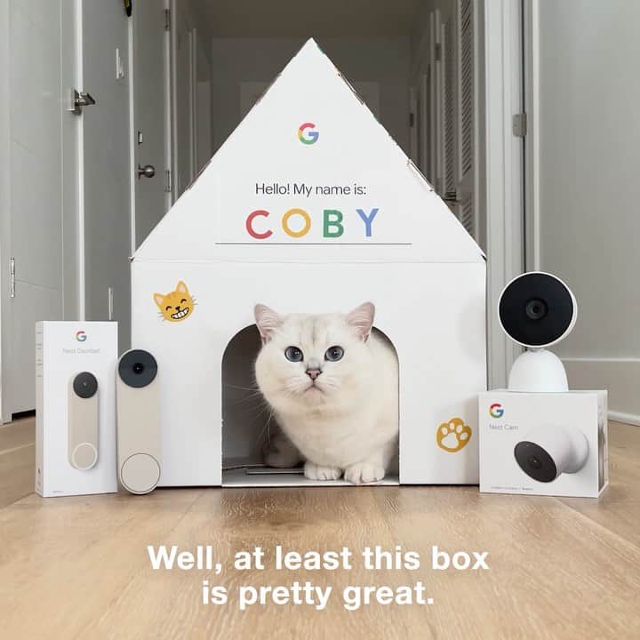 コビーのインスタグラム：「#Ad I used to think I could get away with anything — until Google Nest sent my humans the new #NestCam and #NestDoorbell. Now they get alerts when I make mischief. Speaking of which, they just went to the grocery store. What better time to show them my new countertops parkour routine. 😈  I want to see what all my pet friends get into when their humans are away. Share your own Nest Cam pet videos with #CaughtOnNestCam for a chance to be featured on @madebygoogle」