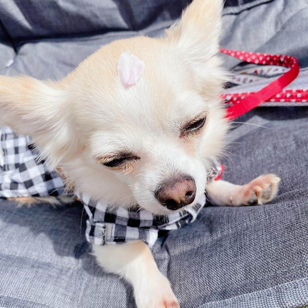 堀尾実咲のインスタグラム：「HAPPY BIRTHDAY ロア🐰🎉  4歳になりました☺️ 春も夏も秋も冬も 思い出がいっぱい🌸🌻🍂❄️  ずーっと愛おしい存在🍀  これからも わたし👩とロイ🐻と一緒に ハッピーな毎日を送ろうね✨  最近は日向ぼっこという 趣味を覚えて 部屋の中の日向探しをしている姿に癒されてます☀️笑  大好きよ、ロア☺️💖  #愛犬 #チワワ #お誕生日おめでとう」