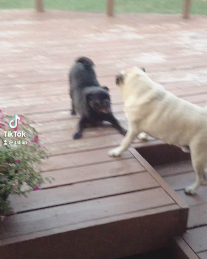ロッコのインスタグラム：「Happy Gotcha Day Weldon! 8 years ago today this little hell raiser came into our lives and we haven’t been the same since, but we wouldn’t have it any other way ❤️  #Ohmyweldon #pug #puglife #pugstagram #pugsofinstagram #dogsofinstagram #weeklyfluff #theweekoninstagram #austindogs #dogsofbark #thetomcoteshow #teampixel #atx #buzzfeedanimals #speakpug」