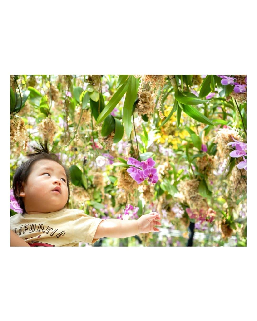 高橋由真さんのインスタグラム写真 - (高橋由真Instagram)「💐✨💐✨💐✨💐  ずっと行ってみたかった @teamlab.planets に行けたっ♡  ととちゃんが一眼レフ📷買ったから いっぱい写真撮ってくれたよー🥰💓  この写真はチームラボ豊洲に7月2日にOPENした　Garden Area のFloating Flower Gardenって作品💐✨  本物の蘭が綺麗に飾られてて圧巻😳💕  チームラボ初めてだったけど感動しまくりました🥲💓 他にも水の中に入るエリアがあったり色んな作品に触れて癒されたあ😮‍💨🤍 あ、膝くらいまで水に入るからショーパンをお勧めします😭ｗ (一応ショーパンも借りれるけど🩳) あと写真撮る時以外はマスクは必須ですよ😷✨  しばらくの間はチームラボの写真をたくさん投稿すると思いますがお付き合い下さいませ♡  pr @teamlab.planets #チームラボプラネッツ #チームラボ豊洲 #チームラボ #teamlab #teamlabplanets #teamlabtokyo #豊洲 #toyosu #一眼レフ #sonyα7ⅲ #家族写真 #💐」9月1日 10時59分 - yumachi1021