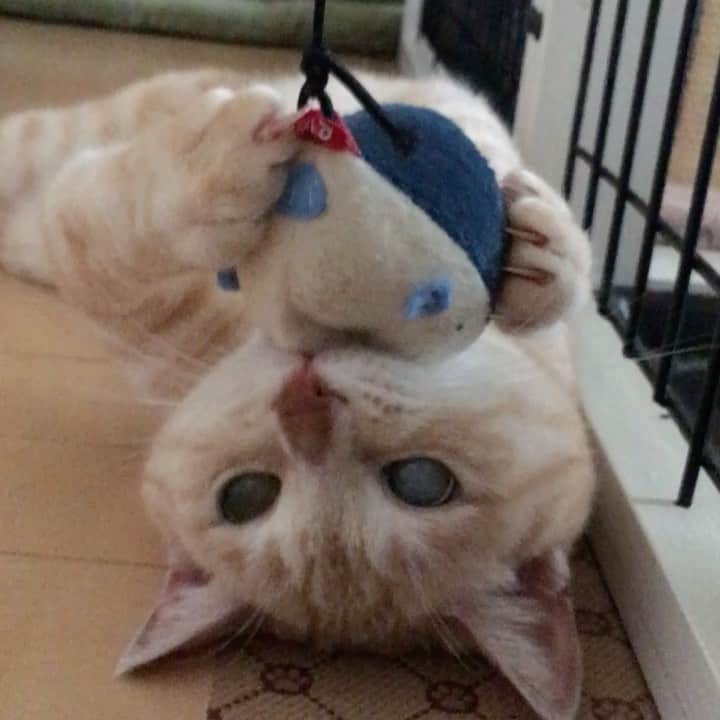 ruiruiのインスタグラム：「やっぱり眠くなる福ちゃん（2018/10/09） . . ネズミさんのオモチャをくわえるといつも眠くなってた福ちゃん。 ユサユサとゆらしてもやっぱり眠くなちゃってたのが可愛くてたまらなかったのを覚えてます。 . . いつもたくさんのコメントをありがとうございます😊 なかなかお返事が出来なくてごめんなさい🙇🏻‍♀️ . . . #生前の福ちゃん #福ちゃんはお星様になりました #猫 #ねこ #にゃんこ #茶トラ #保護猫 #cat #cats #ilovecats #ilovemycat #instacat #Instagramcats #bestcats_oftheworld」