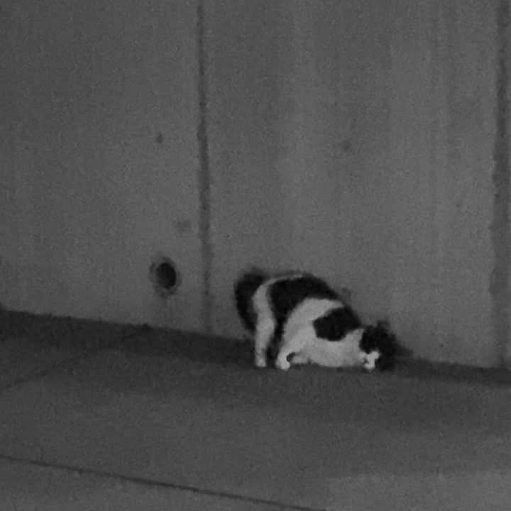 のインスタグラム：「キミ、足のくせがすごいね🐈‍⬛❤︎」