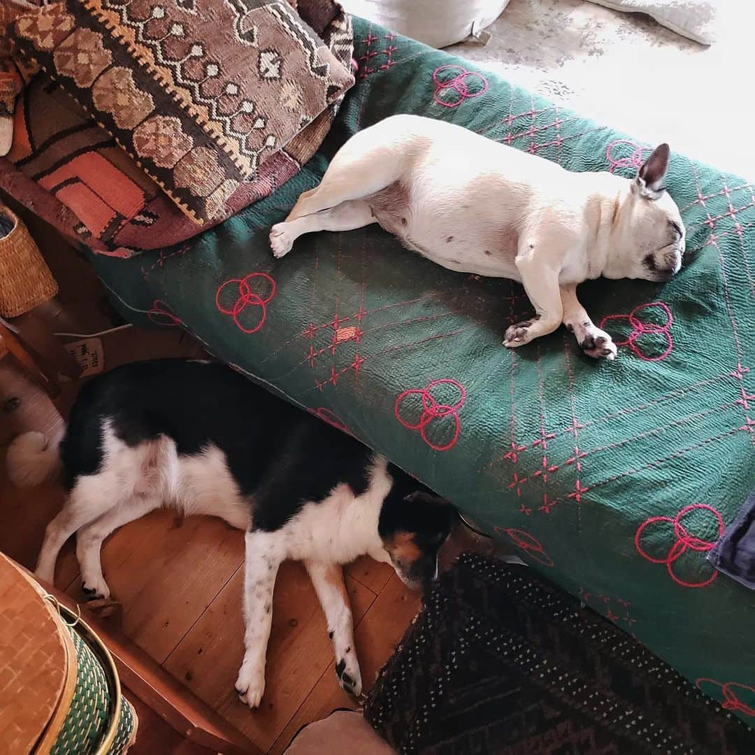 tamiさんのインスタグラム写真 - (tamiInstagram)「* #マッシュとレノン *  シンクロ寝があまりにも可愛くて🤭♡  * #犬との暮らし#いぬのきもち #フレンチブルドッグ#雑種犬 #多頭飼い#元保護犬#里親 #犬バカ部#犬のいる暮らし #保護犬を家族に #可愛い寝姿#シンクロ寝相」9月1日 19時21分 - tami_73