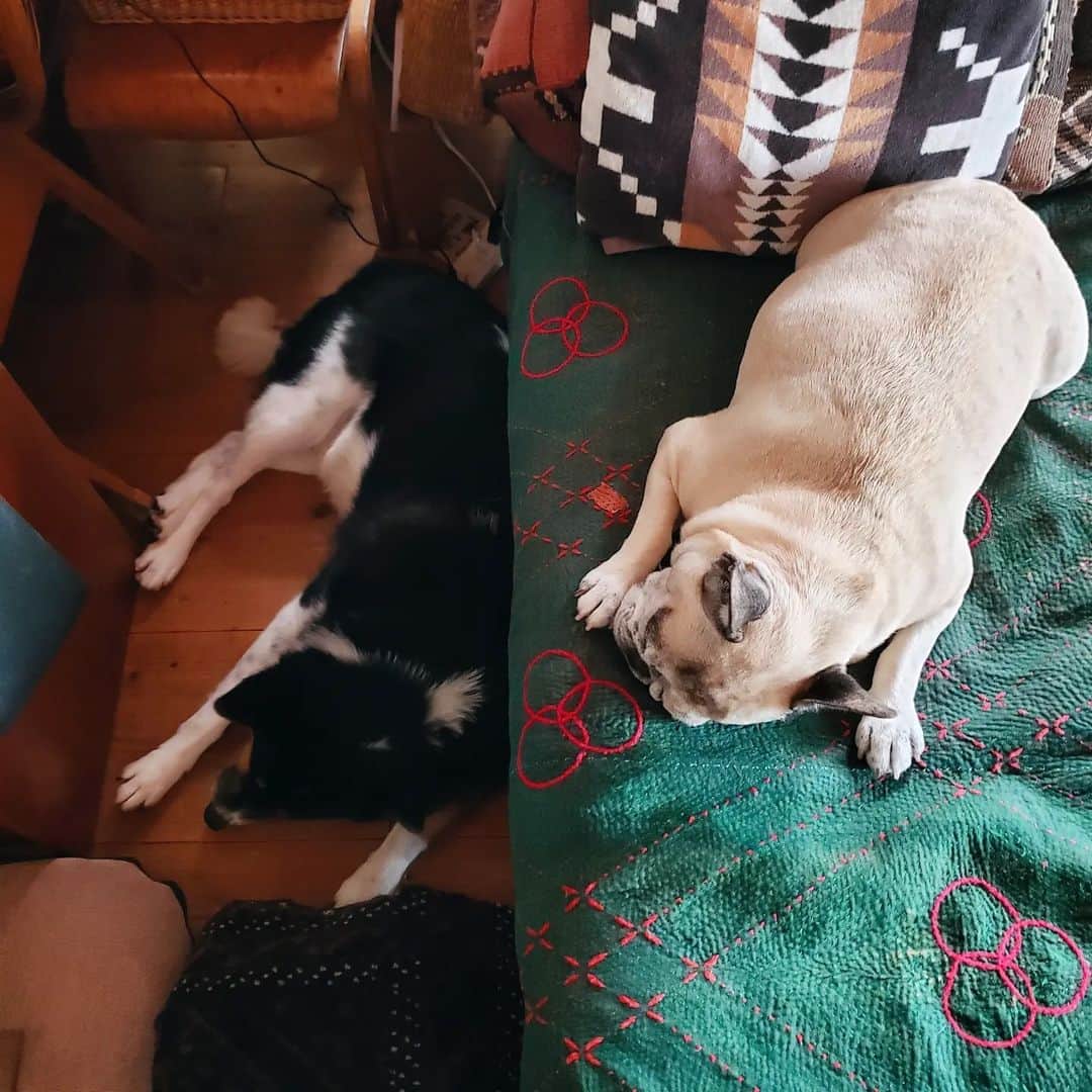 のインスタグラム：「* #マッシュとレノン *  シンクロ寝があまりにも可愛くて🤭♡  * #犬との暮らし#いぬのきもち #フレンチブルドッグ#雑種犬 #多頭飼い#元保護犬#里親 #犬バカ部#犬のいる暮らし #保護犬を家族に #可愛い寝姿#シンクロ寝相」