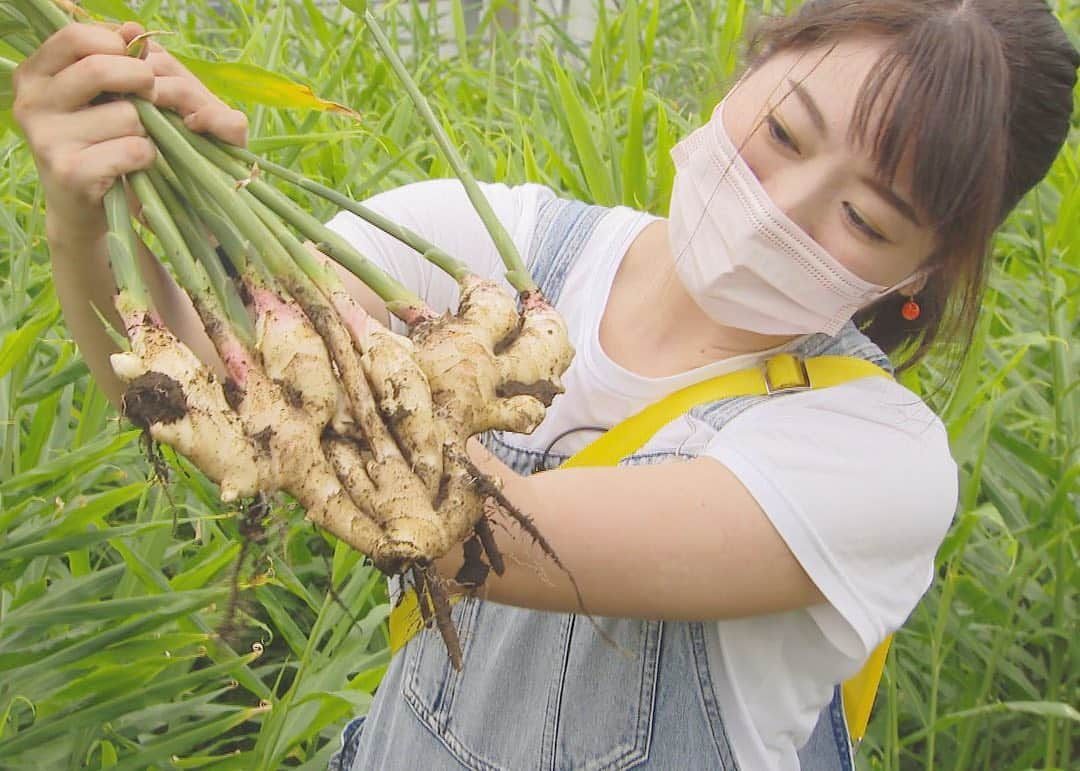 藤坂奈央のインスタグラム：「. 前の投稿にコメントをくださった方 ありがとうございました✨ 正解は「新ショウガ」でした☺️ . ショウガと聞くと薬味のイメージが強いですが 新ショウガはかき揚げに炊き込みご飯など メインにもなるんですね🍚 熱を加えるとより辛みが柔らかくなってさわやかに…！ 残暑におすすめの旬の味でした🌾 . #Jチャン長崎 #ながさき旬ごよみ #新ショウガ #ふくはちファーム #南島原 #アナウンサー #藤坂奈央  . VTRは近日中にnccの公式YouTubeにupされます。 見逃した方もぜひご覧ください🙇‍♂️」