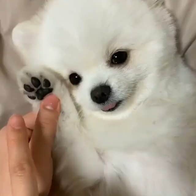 のインスタグラム：「昨日 むしょうに寂しくて 祖母に電話したwww バリッバリの熊本弁で たまに 聞き取れないけど  面白い☺そしてホッとするし 祖父が 私の事 毎日 心配してるとか 言ってくれた  あんまり 弱い部分とか ナヨナヨしてる所 ないけど 極たまに！！ ホームシック！とか心配性とか  ｼｭﾝ🥺って気分  動画は うちの犬じゃないよ！ 肉球🐾໊電話📞 可愛いから載せるの💕💗💕 #ポメラニアン #肉球 #ぷにぷに #大好き #可愛い #LOVE #どこでもドア🚪 欲しい😍 #dog#ドッグカフェ#犬好き」