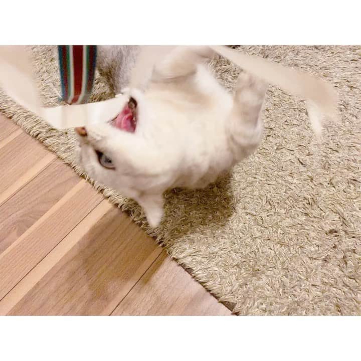 山谷花純のインスタグラム：「どんなオモチャよりもリボンが好きな息子。  #ミヌエット #まるとの生活 #猫がいる生活 #にゃんすたぐらむ」