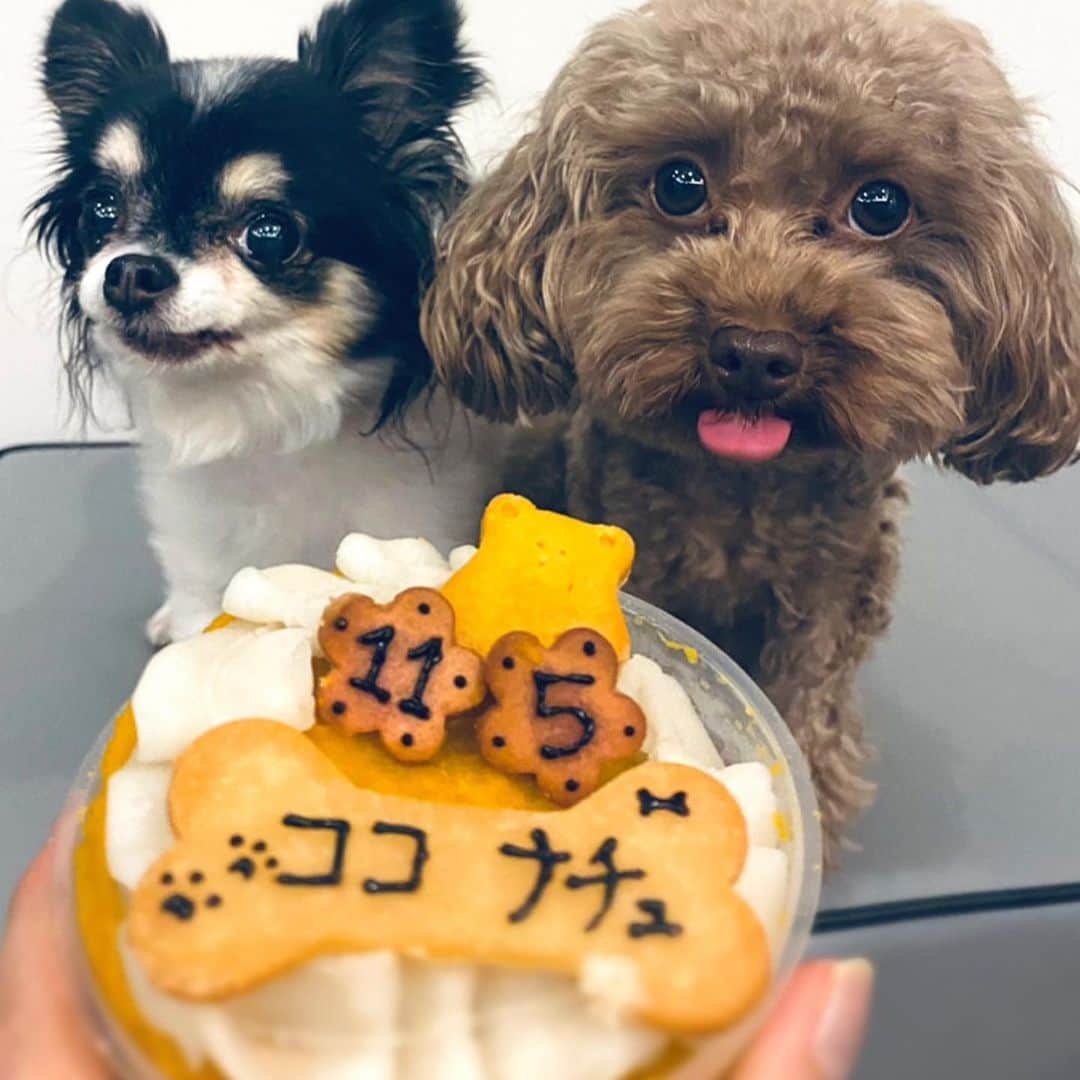 大政絢のインスタグラム：「ここ、なちゅ お誕生日おめでとう🎂 長生きしてね。 愛しすぎて毎日苦しい！ でもチビ達がいてくれて幸せ 🐶🐶🐶 これからも皆さん親バカに付き合ってください🤍🙏」
