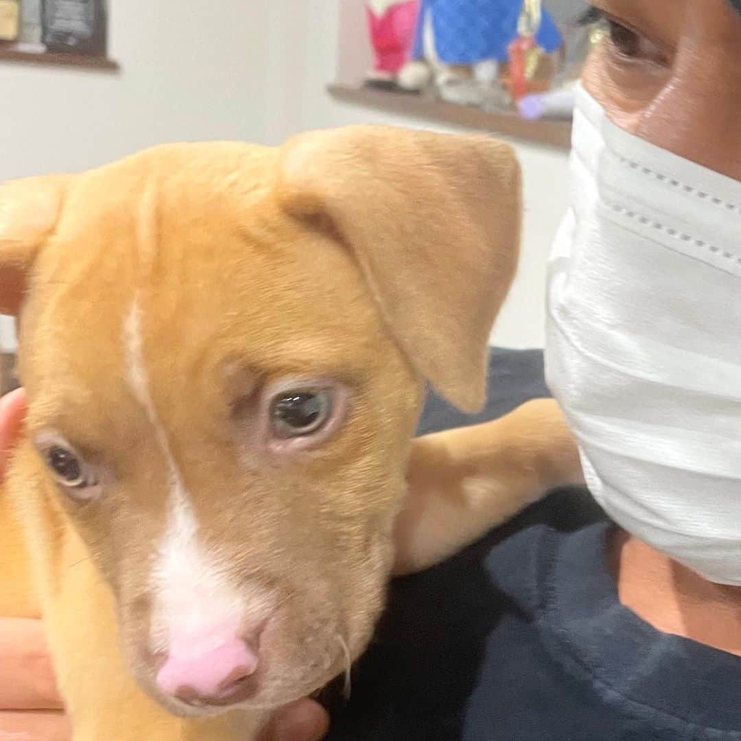 山口祥行のインスタグラム：「🐶スミス‼️ ダンベル舎弟 #いぬすたぐらむ🐶」