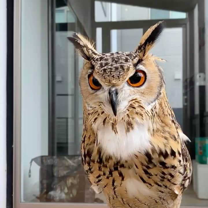 GEN3 Owlのインスタグラム：「今日も元気いっぱいのガルー🦉✨  Garu is full of energy everyday!🦉✨  #owl #owlgaru #フクロウ」