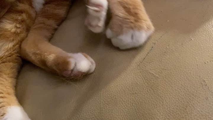 栗田善太郎のインスタグラム：「実家猫🐈」