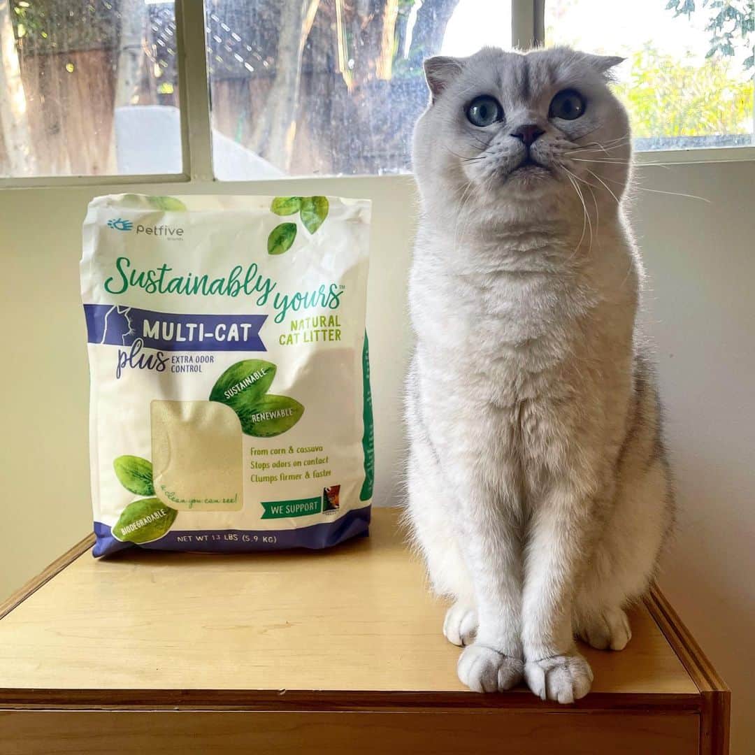 Hiroのインスタグラム：「#Ad Hi fellow legends! Join me on a mission to protect the planet. I just switched to @SustainablyYoursLitter which is not only great for multi-cat homes, but it’s also 100% biodegradable and made from renewable crops. What we also love is that a portion of every purchase goes directly to the Rainforest Trust, an organization dedicated to protecting threatened habitats globally. #SustainablyYours #SustainablyYoursLitter」