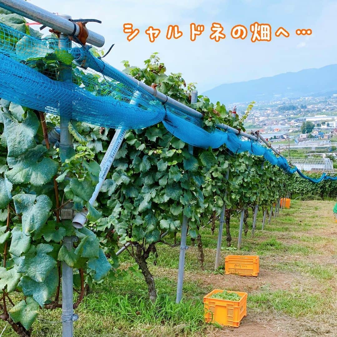 佐藤智美さんのインスタグラム写真 - (佐藤智美Instagram)「@okunota_winery …さんの ブドウ収穫会へ🍇✂️  今回は #シャルドネ  今年の長門原圃場の「シャルドネ」はピカピカ✨ 一方「収穫する人」の方は さび病の黄色い粉まみれになりながらも 全て収穫することができました（笑)  ランチも先週に引き続き”まん防”発令の影響で 貴重な「シャルドネジュース」🍹  実はこの日…いろいろなトラブルに遭ってしまったんですよね。 （※その様子は後のブログで書くかも？？🤣） それでも何とか 奥野田ワイナリーさんに長年勤められていた スタッフさんと最後の収穫をご一緒することも出来ましたし… 何よりお別れを伝えることができました!!  たくさんの方に助けられたおかげで忘れられない… 心からの感謝感謝でいっぱいな収穫会でした🙏🙏🙏  H川さん…本当にほんとうにお疲れ様でした!!  #奥野田ワイナリー #OVC #ワイン #収穫会 #2021収穫会 #垣根栽培 #シャルドネ収穫 #ワイン用ブドウ #ブドウ収穫 #wine #grape #chardonnay  #harvest #vsp」9月3日 22時18分 - tomo_monmon