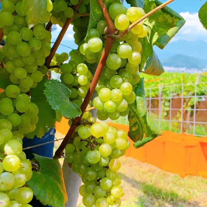 佐藤智美のインスタグラム：「@okunota_winery …さんの ブドウ収穫会へ🍇✂️  今回は #シャルドネ  今年の長門原圃場の「シャルドネ」はピカピカ✨ 一方「収穫する人」の方は さび病の黄色い粉まみれになりながらも 全て収穫することができました（笑)  ランチも先週に引き続き”まん防”発令の影響で 貴重な「シャルドネジュース」🍹  実はこの日…いろいろなトラブルに遭ってしまったんですよね。 （※その様子は後のブログで書くかも？？🤣） それでも何とか 奥野田ワイナリーさんに長年勤められていた スタッフさんと最後の収穫をご一緒することも出来ましたし… 何よりお別れを伝えることができました!!  たくさんの方に助けられたおかげで忘れられない… 心からの感謝感謝でいっぱいな収穫会でした🙏🙏🙏  H川さん…本当にほんとうにお疲れ様でした!!  #奥野田ワイナリー #OVC #ワイン #収穫会 #2021収穫会 #垣根栽培 #シャルドネ収穫 #ワイン用ブドウ #ブドウ収穫 #wine #grape #chardonnay  #harvest #vsp」