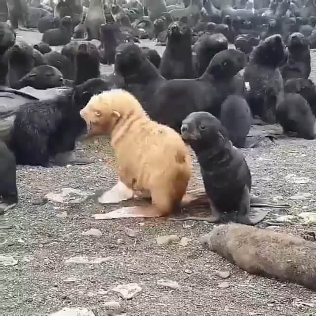 Beautiful Nature & Animalsのインスタグラム：「Why fit in when you were born to stand out? 🖤 This rare ginger albino fur seal pup is one in a 100,000.  By @bigdaddivladi」