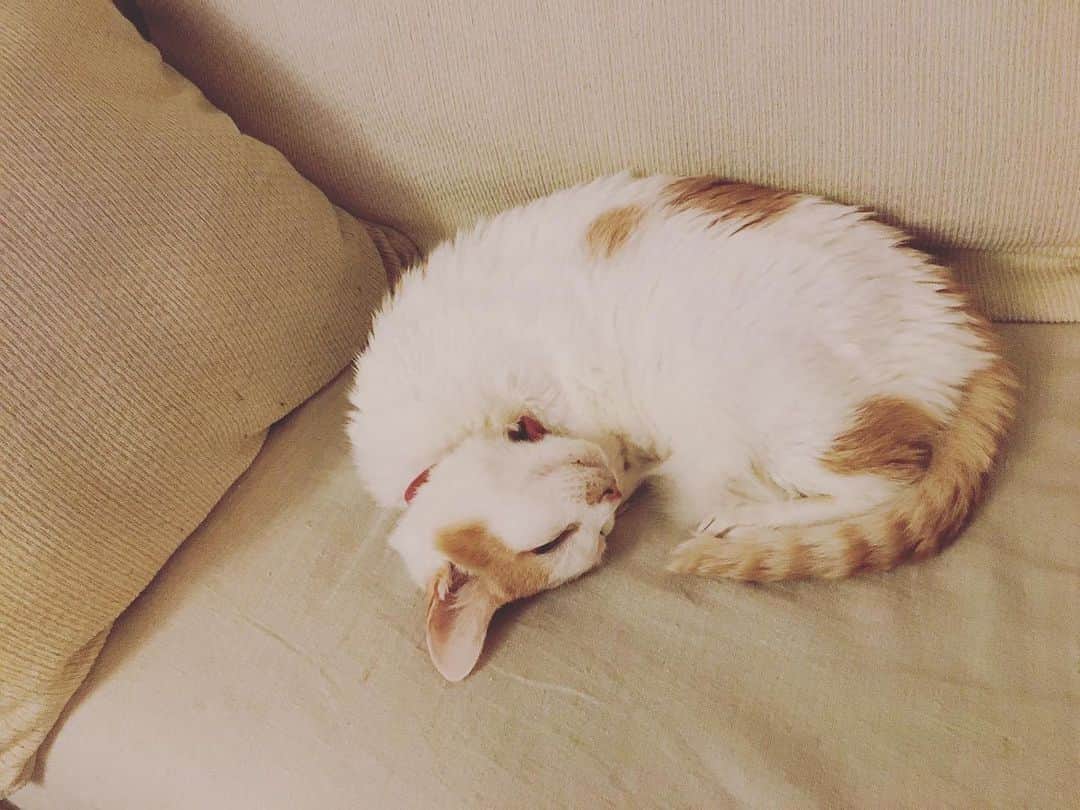 猫沢エミのインスタグラム