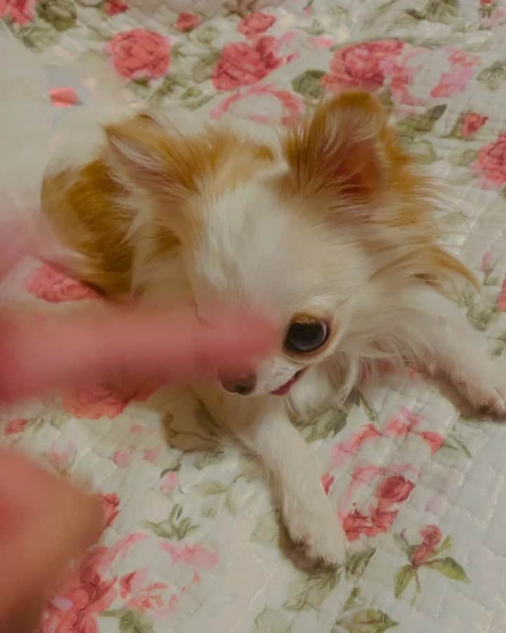 tetoyanyanのインスタグラム：「がぶっちょと遊ぼう❣️  がぶっちょに  ばぁ〜ん👈とやったら😳  返り討ちにあいました🙄  がぶっちょ ある意味天才🤭  がぶっちょ♡  ずっとパピーで  いつもいつでもありがとう♡  Today's がぶ dogs#instdog#dog#dogstagram#instapet#petstagram#petoftheday#mydog#instachihuahua#chihuahuaofinstagram#chihuahualove#chihuahualover#chihuahua#chihuahuas#チワワ#多頭飼い#ロングコートチワワ#チワワ部#ig_dogphoto#petoftoday #todayswanko#west_dog_japan」