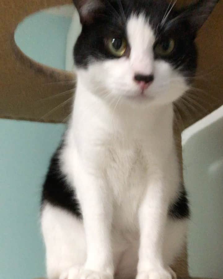 ぽんずのインスタグラム：「頭痒いんかな。 #ねこ#猫#cat#猫好き#親バカ#はちわれ#ハチワレ#はちわれ猫#ハチワレ猫#白黒猫部#にゃんすたぐらむ#ilovecat#猫大好き#うちの猫自慢#白黒猫 #我が家のぽんずくん #ちゅーちゅー妖怪」