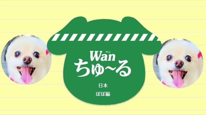 初川みなみのインスタグラム：「音ありできいてね♪ わんちゅーる💚 ⁡ 猫ちゃん用だけだと思っていたら ワンコ用も❣️ ⁡ 水分補給用のちゅーるを、お散歩時やお出かけ時には 持って歩いてます💧✨ ⁡ お外バージョンも今度撮ろうかな📸 ⁡ 大好きすぎて、お座りしたまま食べたり、立って食べたり、好き欲が抑えられてません😂 ⁡ ⁡ #ポメラニアン#ポメ#犬のいる暮らし#ぽめすたぐらむ#いぬすたぐらむ」