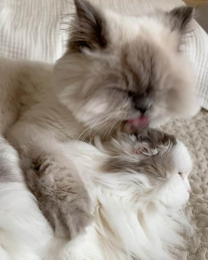 のんたのインスタグラム：「peaceful Caturday💕 どうもインスタの新しい機能を使いこなせない😅というかついていけないインスタ11年老人組です🤣」