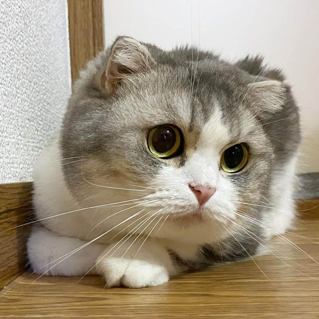 *eri*のインスタグラム：「┈ ☺︎ ⁡ こんばんは｡･*･:♪ ⁡ ⁡ 雷⚡️ゴロゴロ⛈☔️ ⁡ 隅っこに避難😹 ⁡ ⁡ ⁡ 2021.9.4 #猫 #ねこ #スコティッシュフォールド #ネコ #ねこ部 #にゃんこ #スコティッシュ#ニャンコ#ペット#スコ#猫部#cat #Scottishfold」