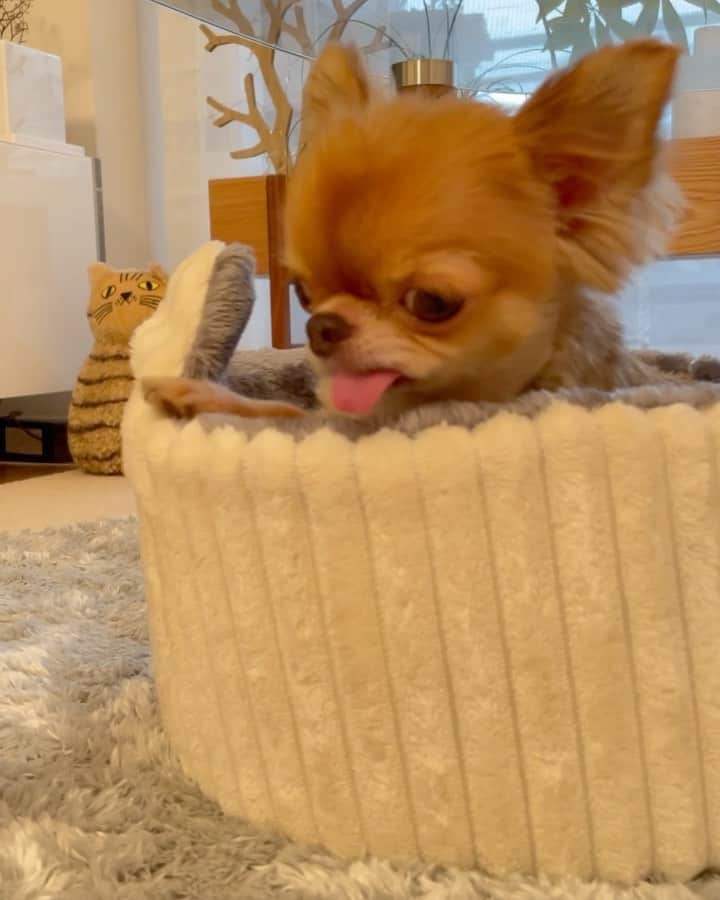 kayoのインスタグラム：「* * * 秋冬用のベッド買ったけど まだ暑いのかすぐに出てくる🙄 * * * kulio❤️ * * * #chihuahua#chihuahualove#dog#チワワ#チワワ大好き#チワワのいる暮らし * * *」