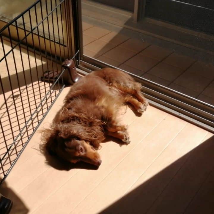 ななこのインスタグラム