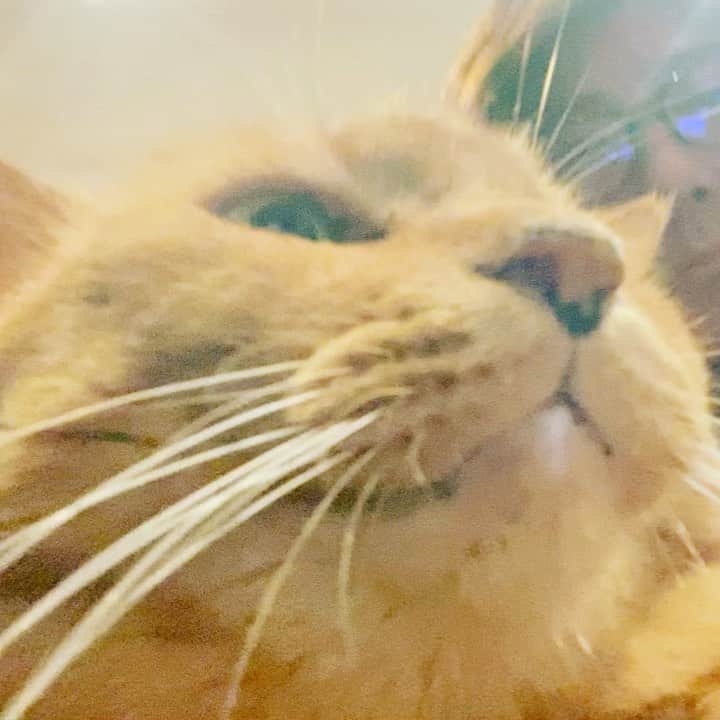 Shinnosukeのインスタグラム：「ただいま、ごめんね。  #cat #猫」