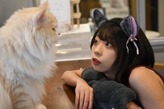 青山ひかる（あおみん、あお松）のインスタグラム：「@catcafemocha さんでのイマドキ撮影会、ありがとうございましたー！📸 猫との撮影は、かなり難しいけど みんなめっちゃ可愛かったですん！！！ おやつあげると近くなるの☺️めっちゃ撮れ高半端ない ． ただただ私の顔が疲れてて申し訳ないです😇😇😇😇😇 ． 今日も来てくれてありがとうございます！！ツアーの話しながらも、猫ちゃんに夢中でしたわ😊👌 ． ． 次の撮影会は、10/24を予定してます！ よろしくお願いいたします💪❤️‍🔥 4週目だったwww( ´•ᴗ•ก ) ． ． #猫カフェmocha #猫カフェ #渋谷猫カフェ ． モカカフェさんありがとうございましたー🐱」
