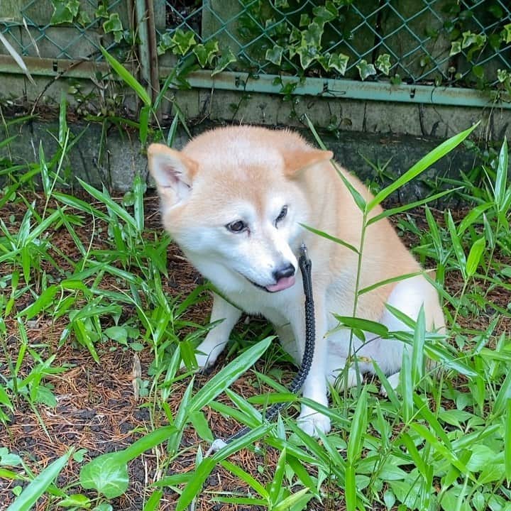 マル子のインスタグラム：「うちの子パンダ🐼だった？ 雨上がりの公園で座り込んで笹食べてるw  #マル子  #美味しいの  #雨上がり  #サラダバー」
