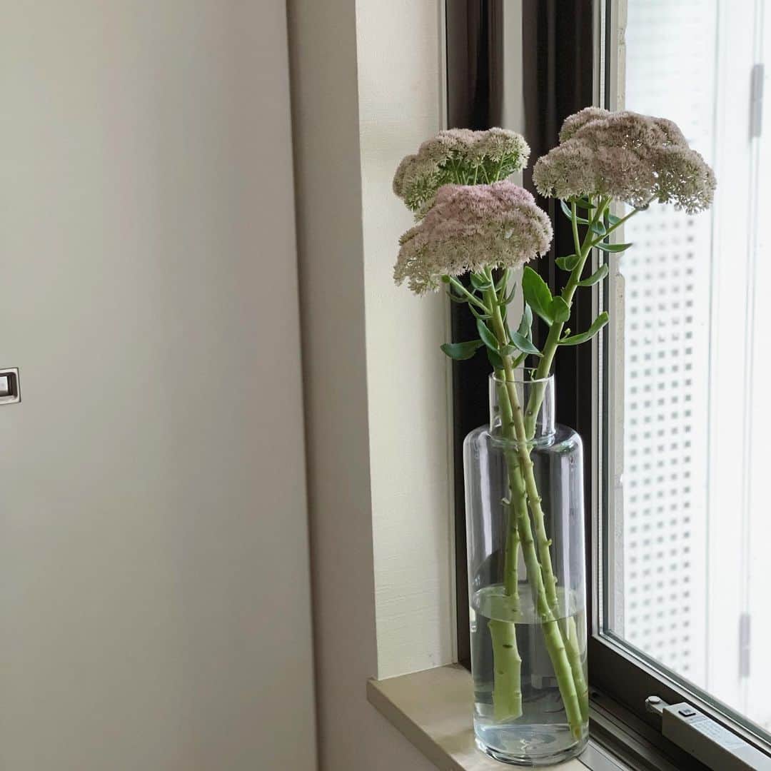 辺見えみりさんのインスタグラム写真 辺見えみりinstagram 昨日お花屋さんで聞かなかったけど ムラサキベンケイソウかな 違うかな 最近バタバタしていて 花を飾る余裕がなかったな そんな時もあっていいよね おはようございます 9月5日 9時17分