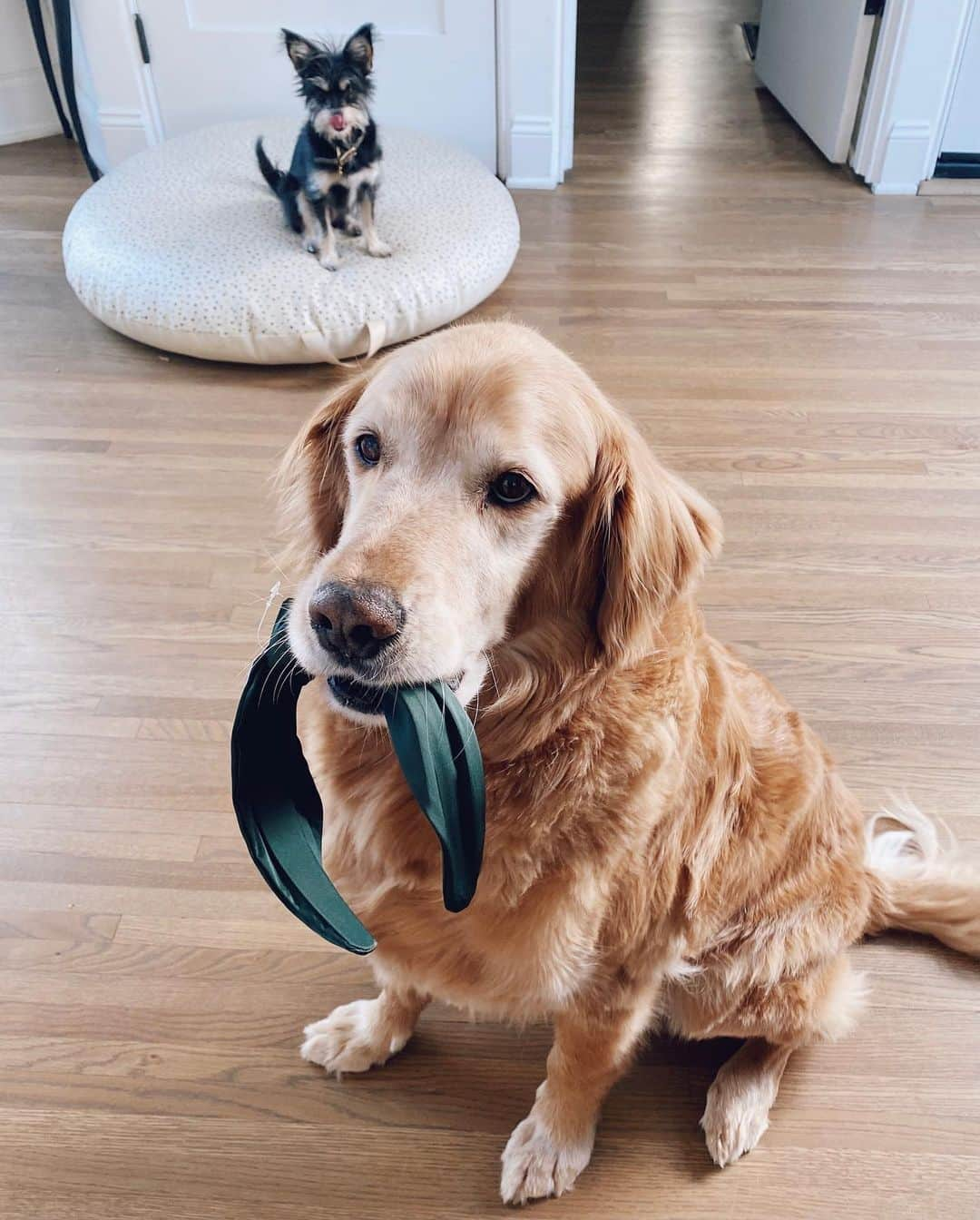 Kristin Essのインスタグラム：「I am retriever. I have retrieved. ✌🏼」