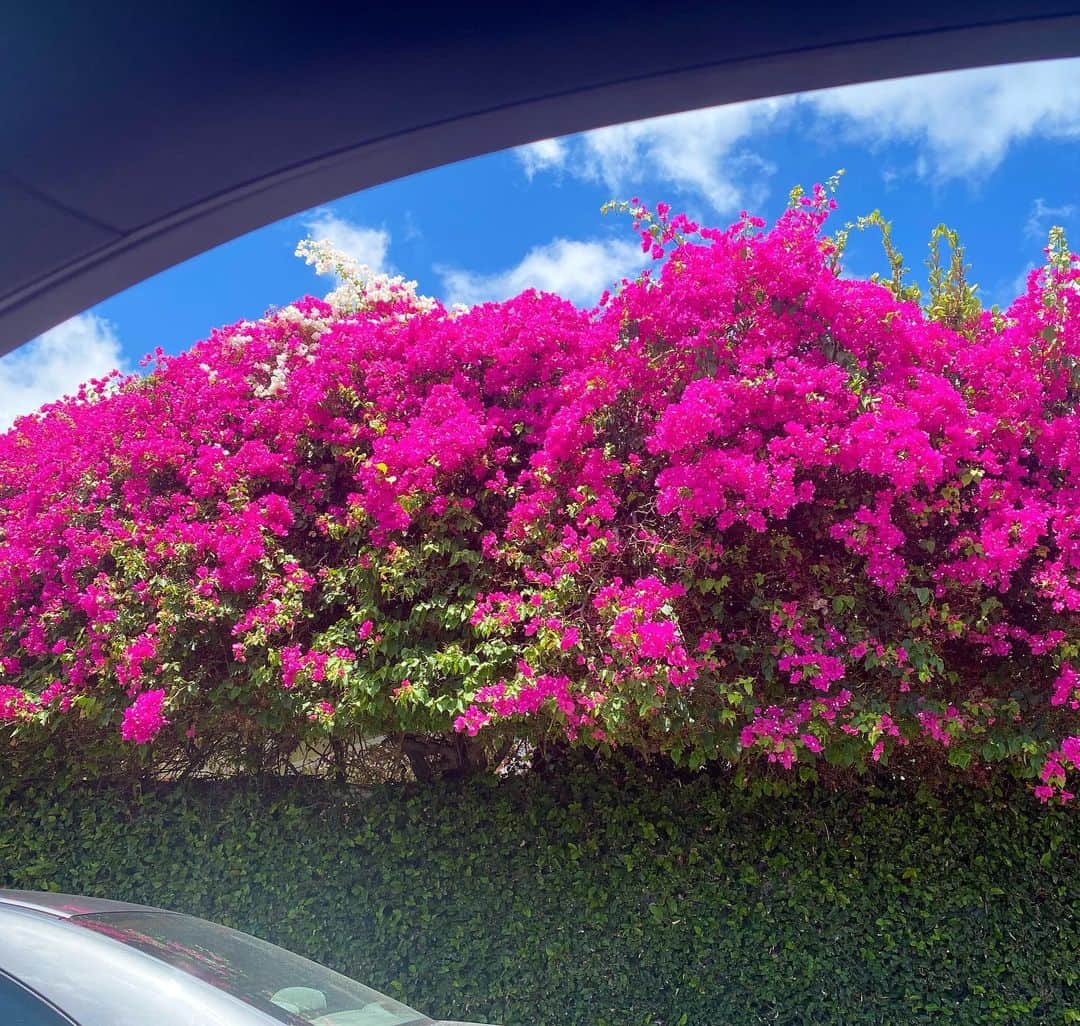マキ・コニクソンさんのインスタグラム写真 - (マキ・コニクソンInstagram)「南国ハワイから おはよう御座います！🌺🌺 ハワイは月曜日がLabor Day(勤労感謝の日) なので三連休です！🤗  今朝カハラの道端でこんな鮮やかな ブーゲンビリアを発見！👀  青い空にこのフューシャ色が 引き立つのなんのって！✨✨ 車内から撮ったけどあまりに 綺麗でパワーがあるから ブーゲンビリアのおすそ分け！🤙🏼 見てるだけで元気になるっ！💪🏼  今日も思いやりの気持ちを忘れずに “人の気持ちになって人に接しようね！”  “自分が人にやらて嫌な事は 人にはするべからず！” だよね！☝🏼 皆んなで思いやりの連鎖をしたら 愛に溢れる平和な世界になるね！❤️❤️  アロハッピー精神😄🤙🏼 で行ってらっしゃ〜い！👋🏼  #エアハワイ🌺  #ブーゲンビリアのおすそ分け #気持ちだけでもハワイ😊  #人の気持ちになって人に接しよう」9月5日 3時45分 - makikonikson