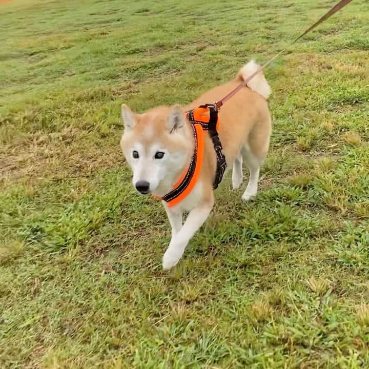 meekooのインスタグラム：「朝さんぽは雨に降られずに済みました😊 りんごさんウキウキ🍎 2021.9.5」