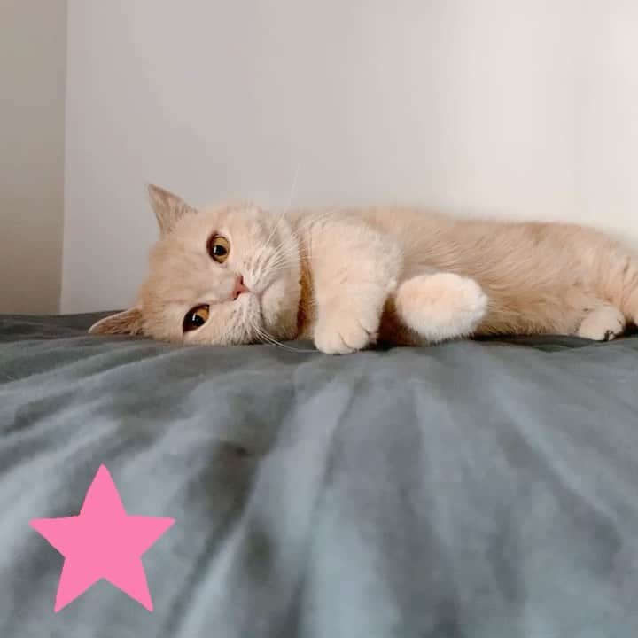 Little & Miloのインスタグラム：「(੭ˊ͈ ꒵ˋ͈)੭̸*✧⁺˚𝓜𝓲𝓵𝓸◎◍ 毛球練習◌◎❍◍  #LittleMilo #littlemilo #マンチカン #短い手足 #munchkin #munchkincat #可愛い猫 #毛球 #寝顔 #可愛い寝 #猫のいる幸せ #猫のいる生活 #猫のいる暮らし #猫好きな人と繋がりたい #ストウブ   Instagram: https://www.instagram.com/little_milo_munchkin Facebook: http://facebook.com/i.am.little.milo Twitter: https://twitter.com/i_am_littlemilo」