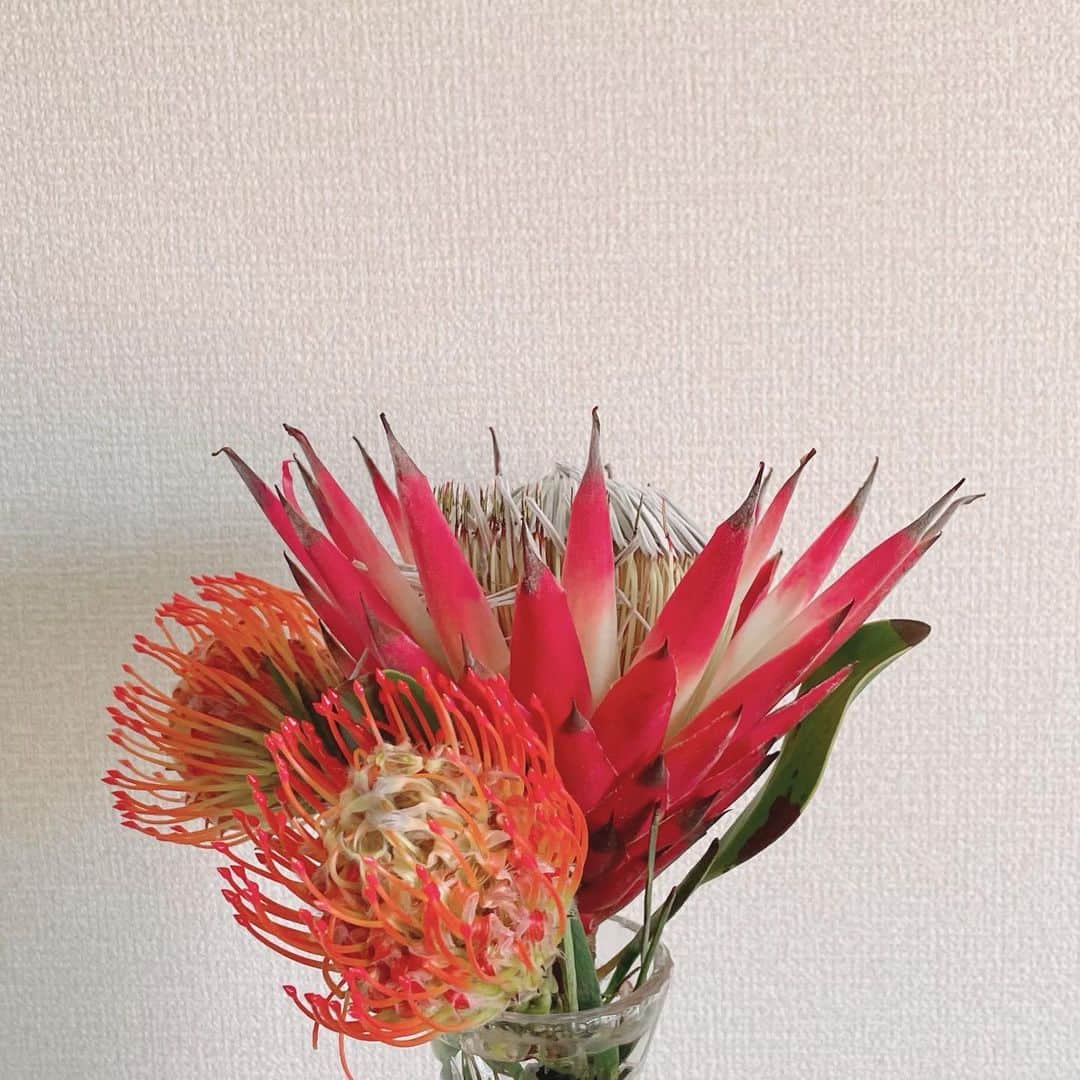 大友花恋さんのインスタグラム写真 - (大友花恋Instagram)「お花いっぱいある家なので、花Instagramと化してきた、、、🤣 #花Instagram なんてある⁉︎」9月5日 19時02分 - karen_otomo
