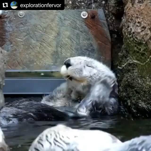 大月さゆのインスタグラム：「はぁー🦦たまらーん🦦 エンドレス ラッコ🦦」