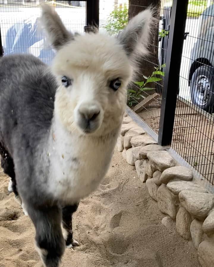 大阪ECO動物海洋専門学校のインスタグラム：「アルパカの凛楓（りんか）ちゃん❣️ 元気に成長しています☺️✨  #大阪eco #アルパカ #かわいい #大阪eco動物海洋専門学校 #動物 #専門学校 #動物飼育 #動物園 #水族館 #飼育員 #ドルフィントレーナー #アクアリスト #動物看護師 #トリマー #ドッグトレーナー #トリミング #犬 #animal #dog」