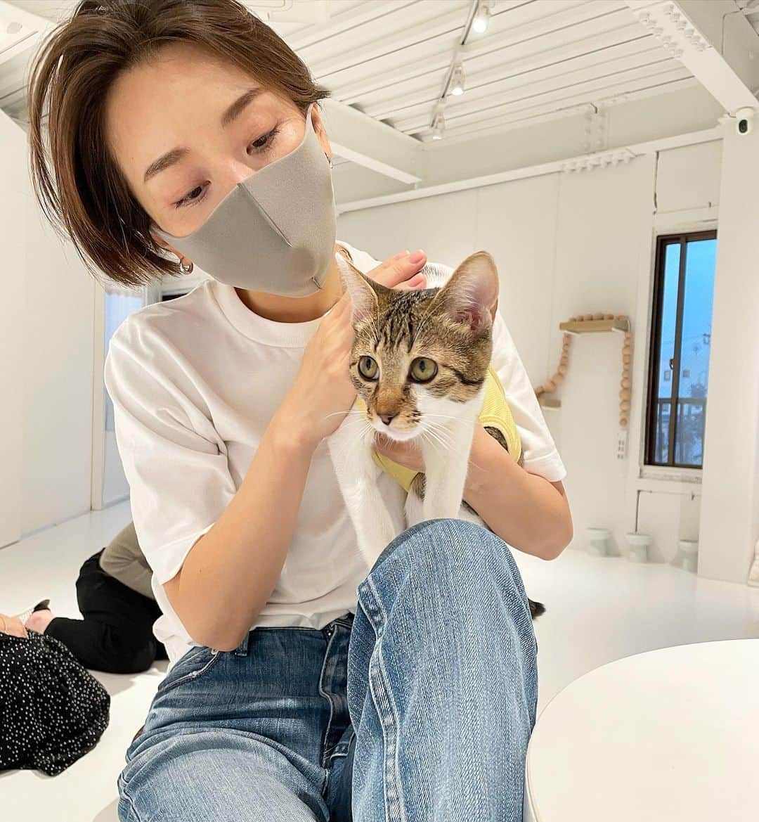 佐々木あさひのインスタグラム：「人生で初めての猫カフェ🐈 まだまだ子供の顔をしている子達ばかりで、 愛おしさ溢れ出た。だだ漏れした。 素敵な家族見つかるよ🏠  #保護猫カフェ #catadaption @necoma_official」