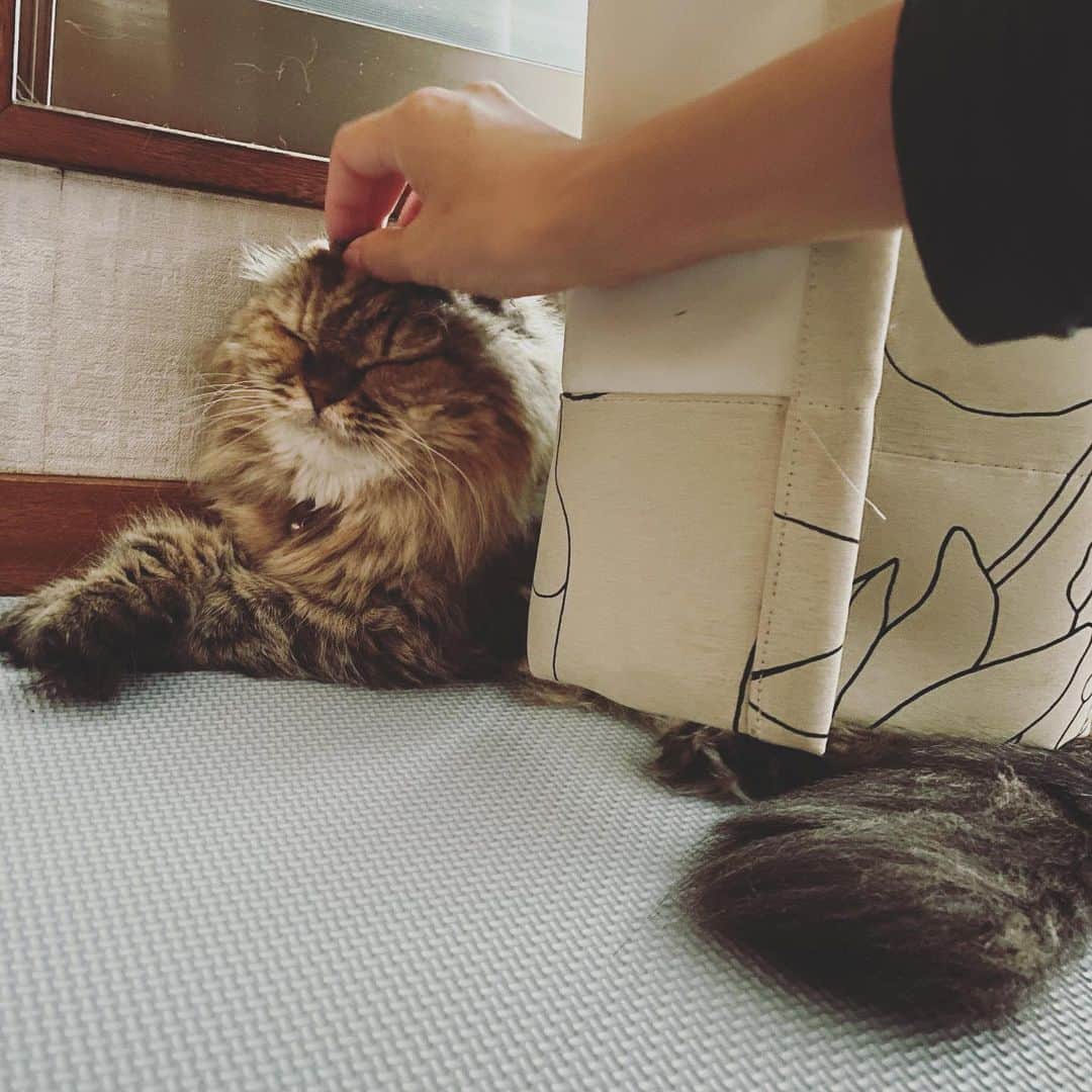 及川奈央さんのインスタグラム写真 - (及川奈央Instagram)「#実家  #愛猫  #ラン」9月5日 12時29分 - naooikawa