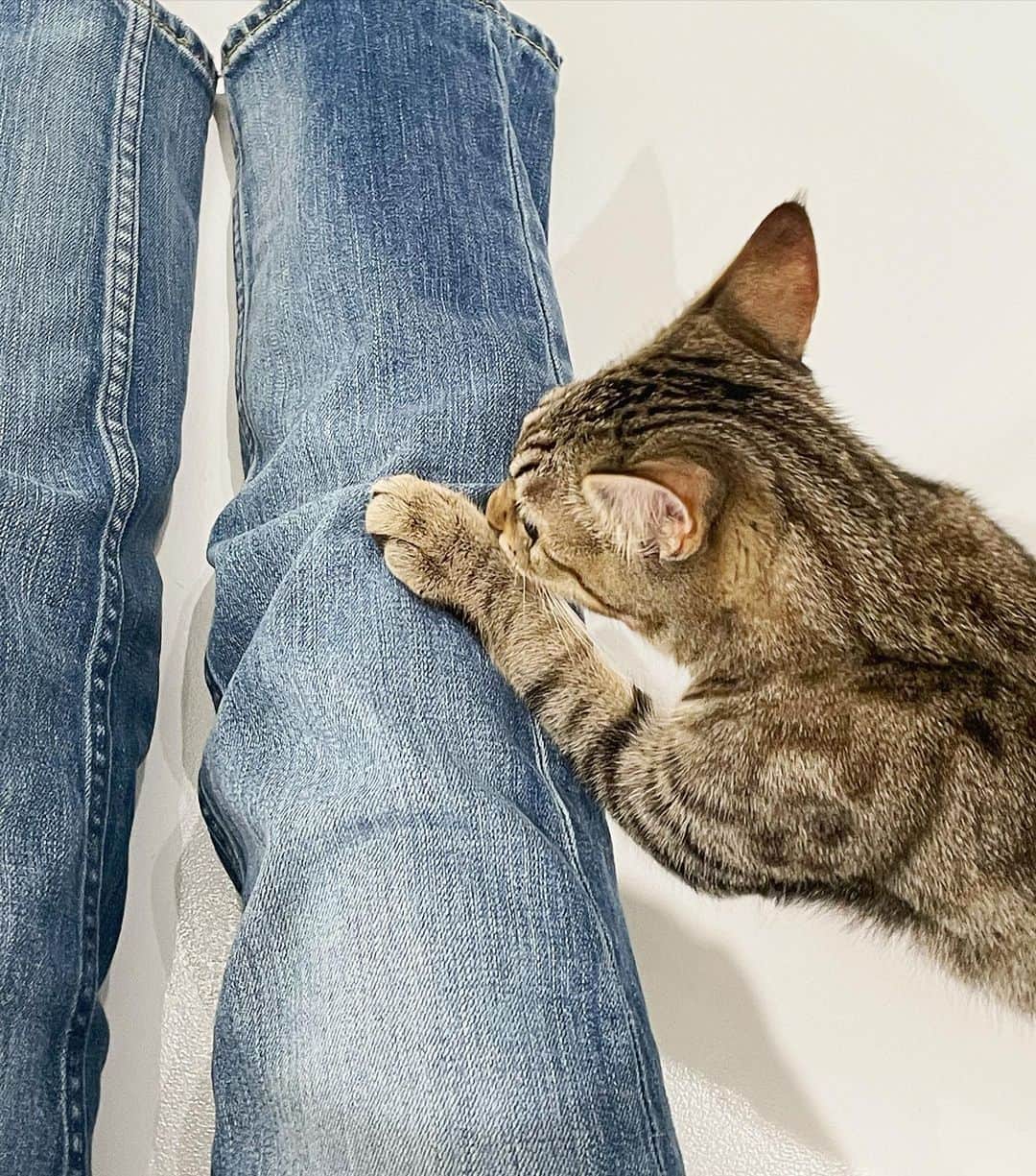 佐々木あさひのインスタグラム：「時間が経つのがあっという間、 ここ時空歪んでる🐈🐈🐈  #保護猫カフェ @necoma_official」