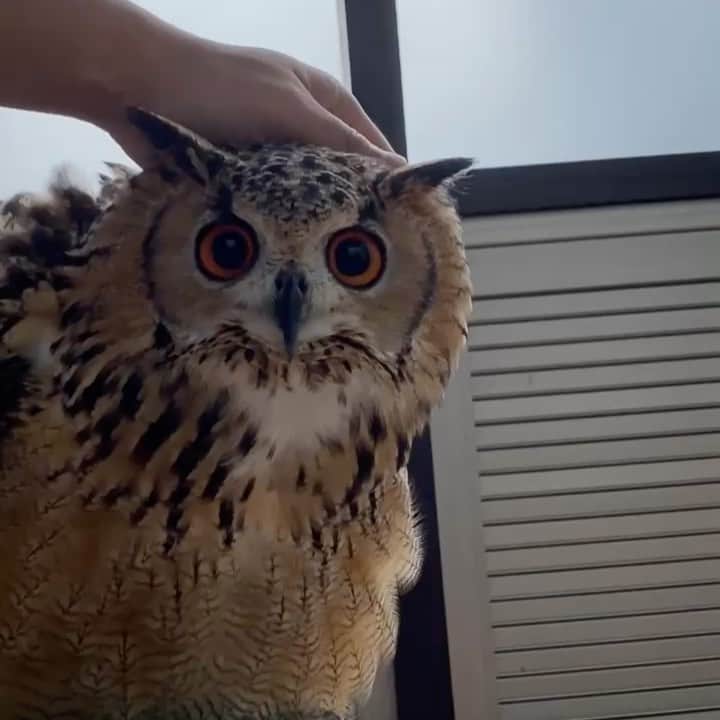 GEN3 Owlのインスタグラム：「ふわふわして気持ちいい🥰  Garu's head is fluffy🥰  #owl #owlgaru #フクロウ」