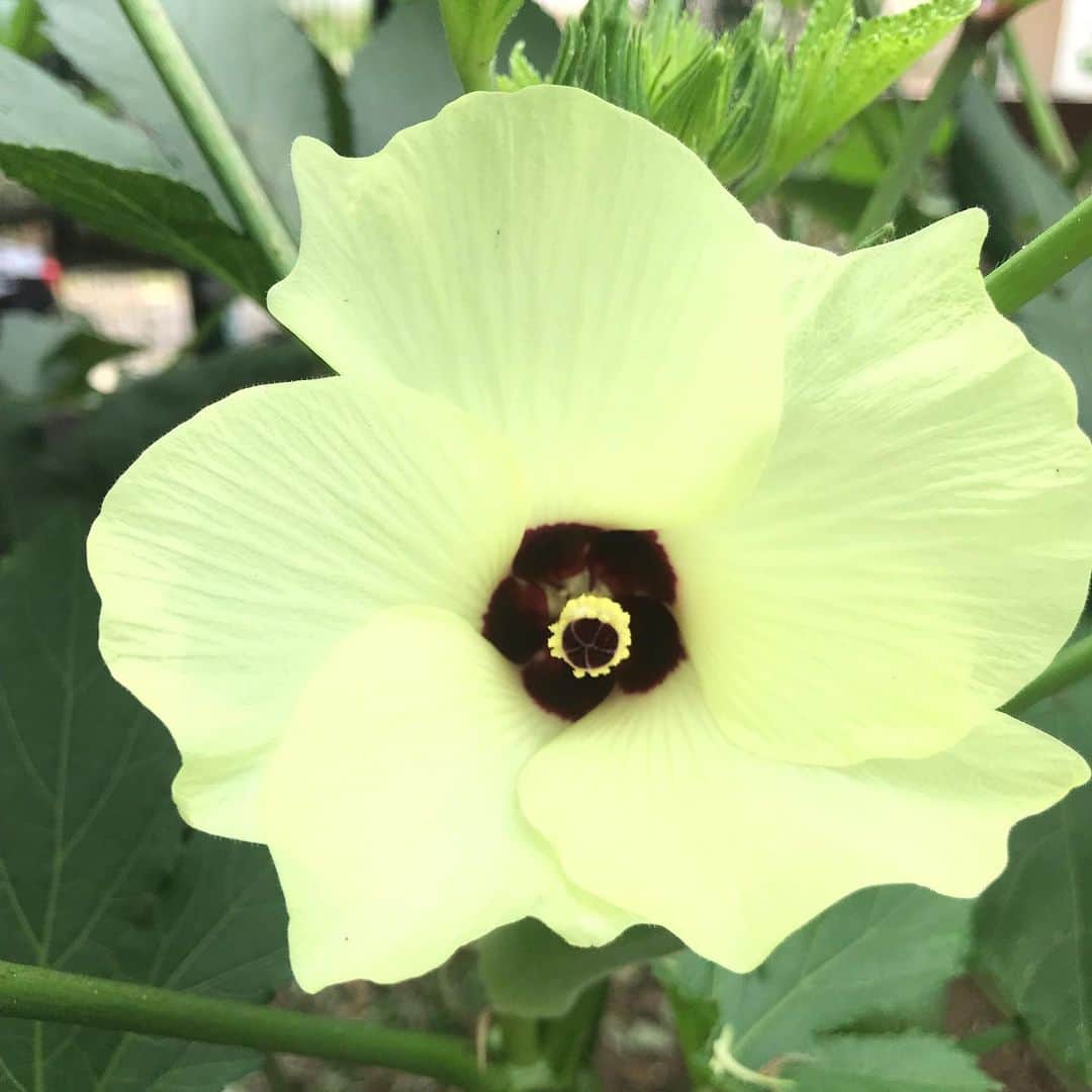 HARUKO（真木明子）さんのインスタグラム写真 - (HARUKO（真木明子）Instagram)「オクラの花🌼. . 育ててみて初めてオクラの花が. こんな可愛いと知りました😊 #ハルコノニワ#家庭菜園#オクラ」9月5日 20時00分 - haruko227