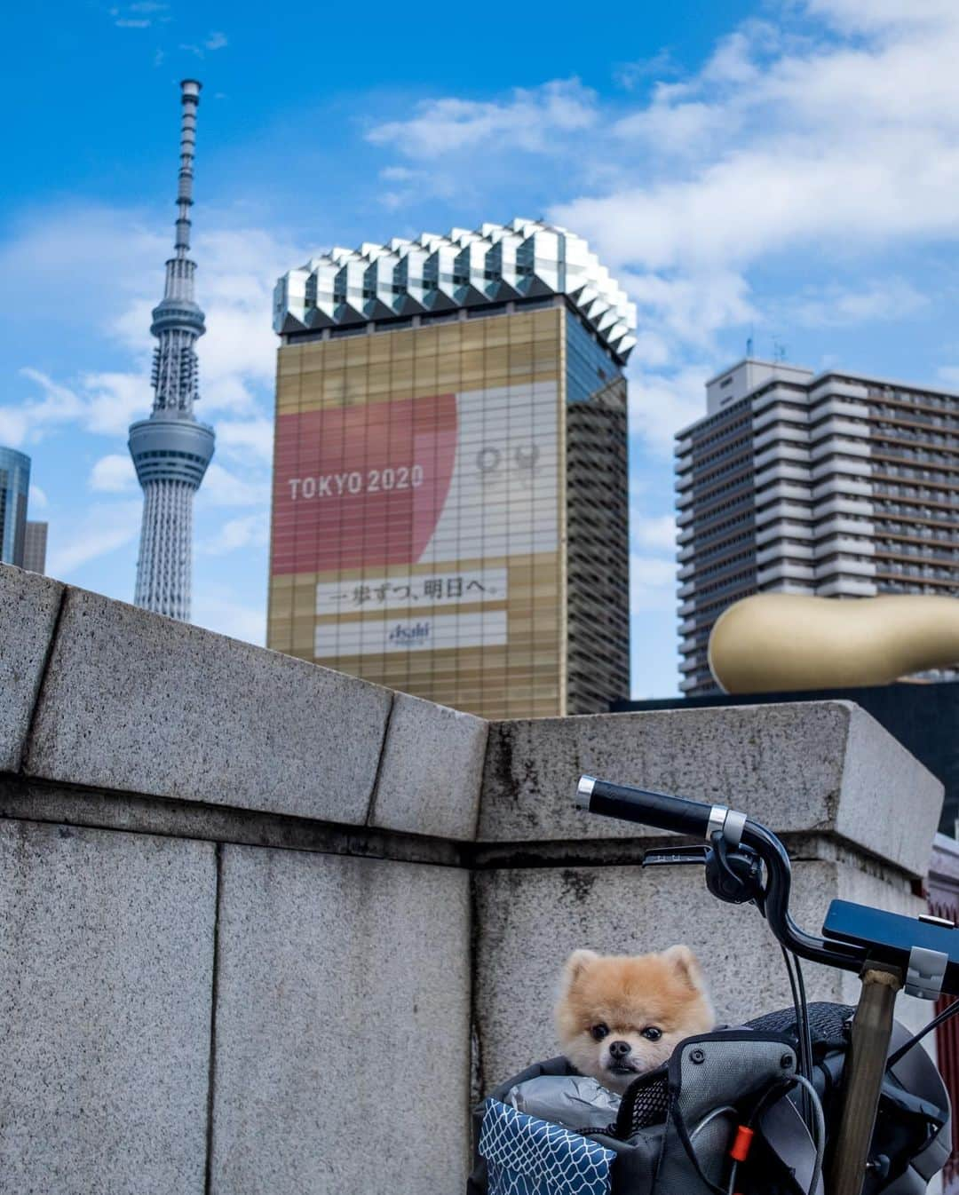 ポテチンさんのインスタグラム写真 - (ポテチンInstagram)「#🚲 #asakusa  💨 ポテの#浅草 #ちゃ輪歩  🚧 母さんの思いつきのちゃ輪歩に付き合わされましたぢょ。  それなのに母さんは大事なポテのオヤツを家に忘れてきたんですぢょ。 代わりに人形焼きを買ってもらいましたぢょ。うまうまでしたぢょ。 #brompton」9月5日 20時16分 - pom.potechin