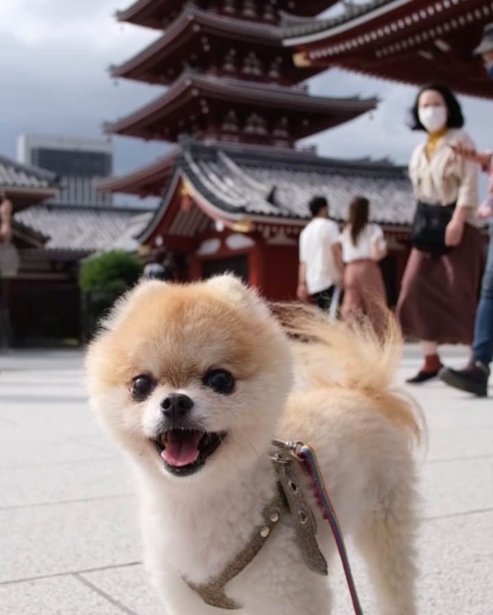 のインスタグラム：「#🚲 #asakusa  💨 ポテの#浅草 #ちゃ輪歩  🚧 母さんの思いつきのちゃ輪歩に付き合わされましたぢょ。  それなのに母さんは大事なポテのオヤツを家に忘れてきたんですぢょ。 代わりに人形焼きを買ってもらいましたぢょ。うまうまでしたぢょ。 #brompton」
