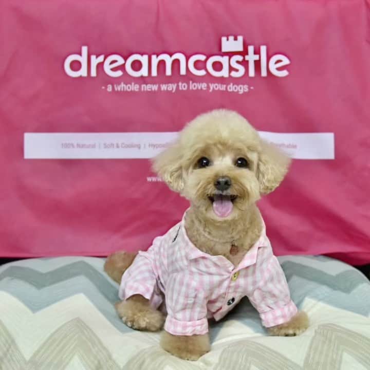 のインスタグラム：「📆(5Sep21) ❤️😁Thanks to @dreamcastledogbed , I had a wonderful sleep and woke up with a bright smile 🥰Feeling so indulgent with my new cosy bed. It is made with natural fabric & fluffed with natural Kapok fiber. This natural filling does not trap heat, which is great for someone with a thick coat of fur like me! 😊Before this, Mommy sometimes notice me lying on the floor instead of sleeping on my bed. Now, I can sleep comfortably throughout the night without feeling warm.😴 There are many bed covers for you to choose from, 💛💚💙🧡❤️which allows you to choose one that fits with your home interior. Just like my humans’ bedding, there is also a  mattress protector available so it’s easy for mommy to clean the bed if I accidentally pee on it 😊 You can also pay just $10 more for a bed frame. Mommy finds it very useful as it is convenient for her to shift the bed around and it provides good protection for the beds at all angles.#mycomfybed #dreamland」